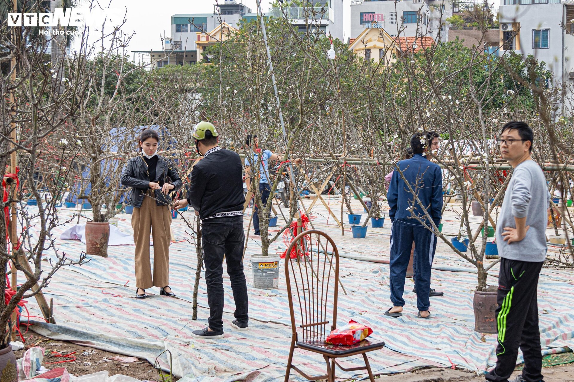 Tiểu thương 'xả' đào, quất sau Tết, bán giá rẻ như cho - Ảnh 22