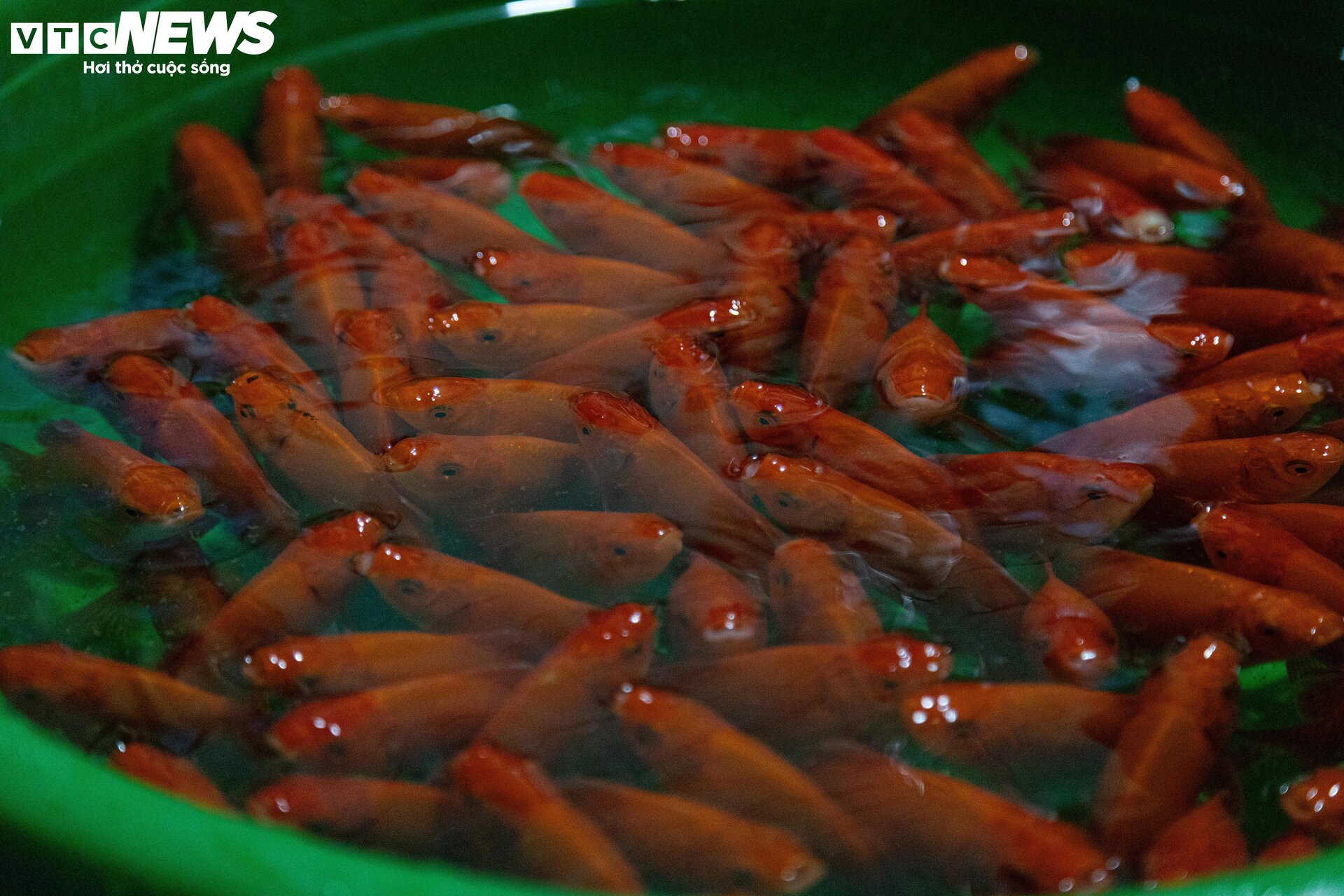 Trời Hà Nội mịt mù sương, chợ vẫn đông người sắm lễ ông Công ông Táo từ sáng sớm - Ảnh 17