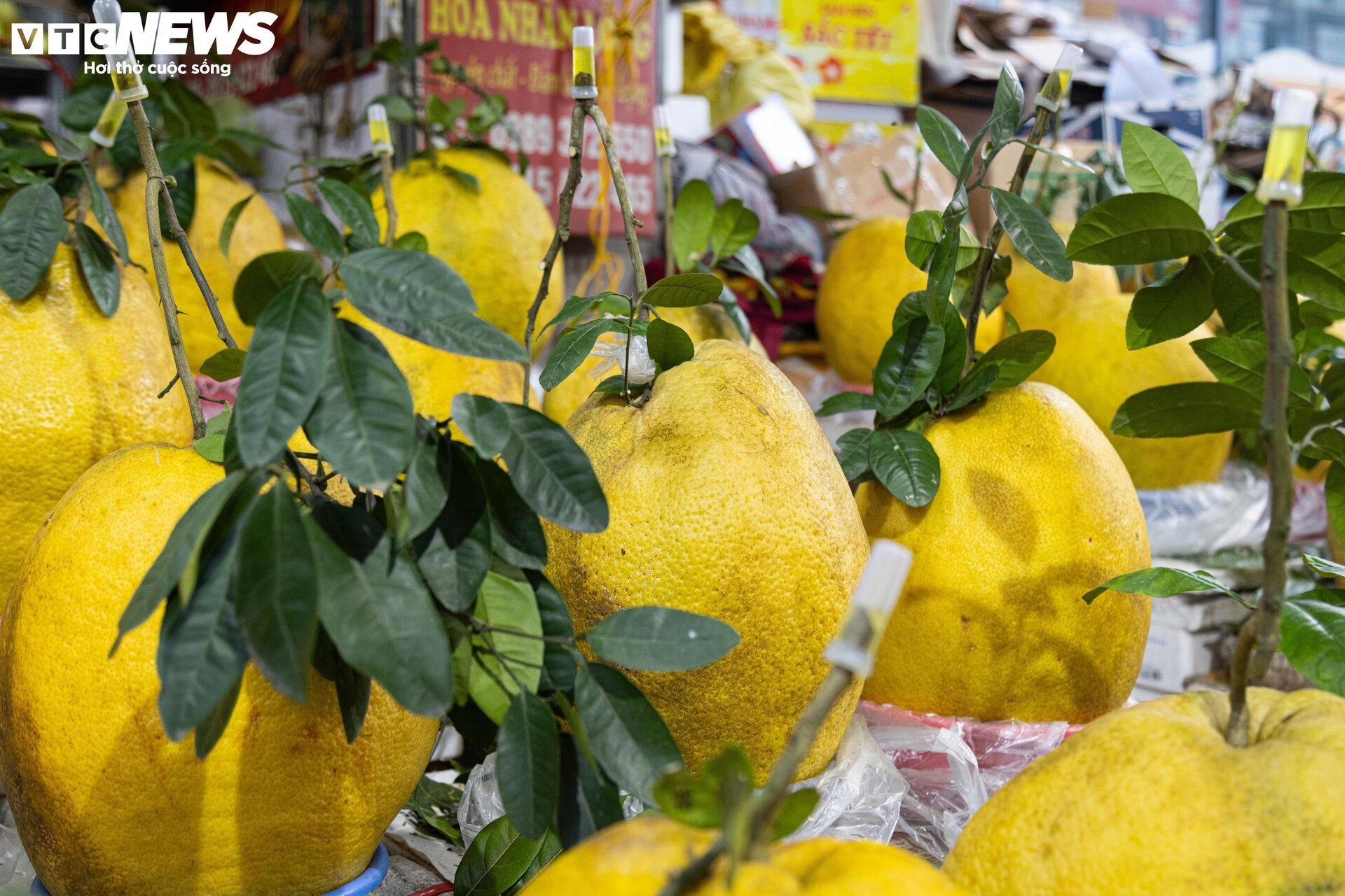 Bòng Kỳ Đà khổng lồ giá tiền triệu hút khách chơi Tết - Ảnh 8