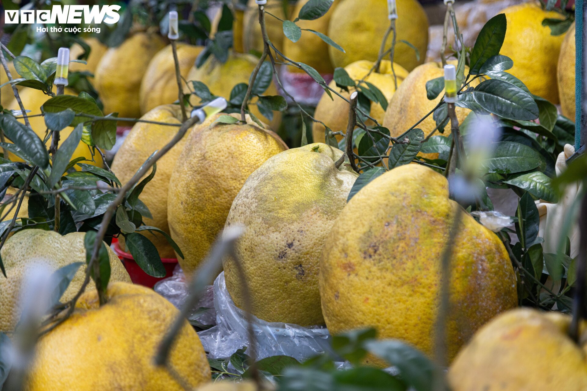 Bòng Kỳ Đà khổng lồ giá tiền triệu hút khách chơi Tết - Ảnh 4