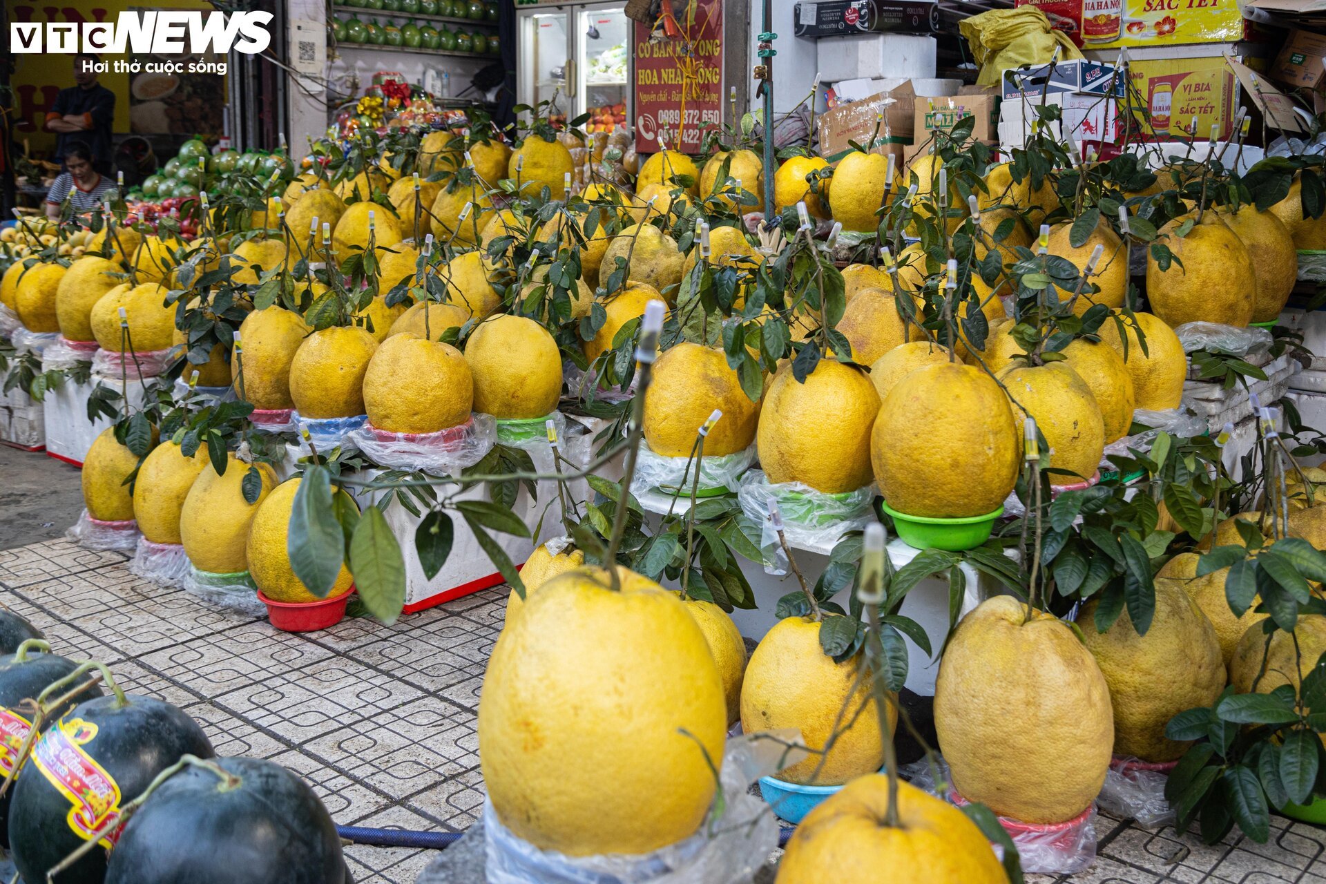 Bòng Kỳ Đà khổng lồ giá tiền triệu hút khách chơi Tết - Ảnh 1