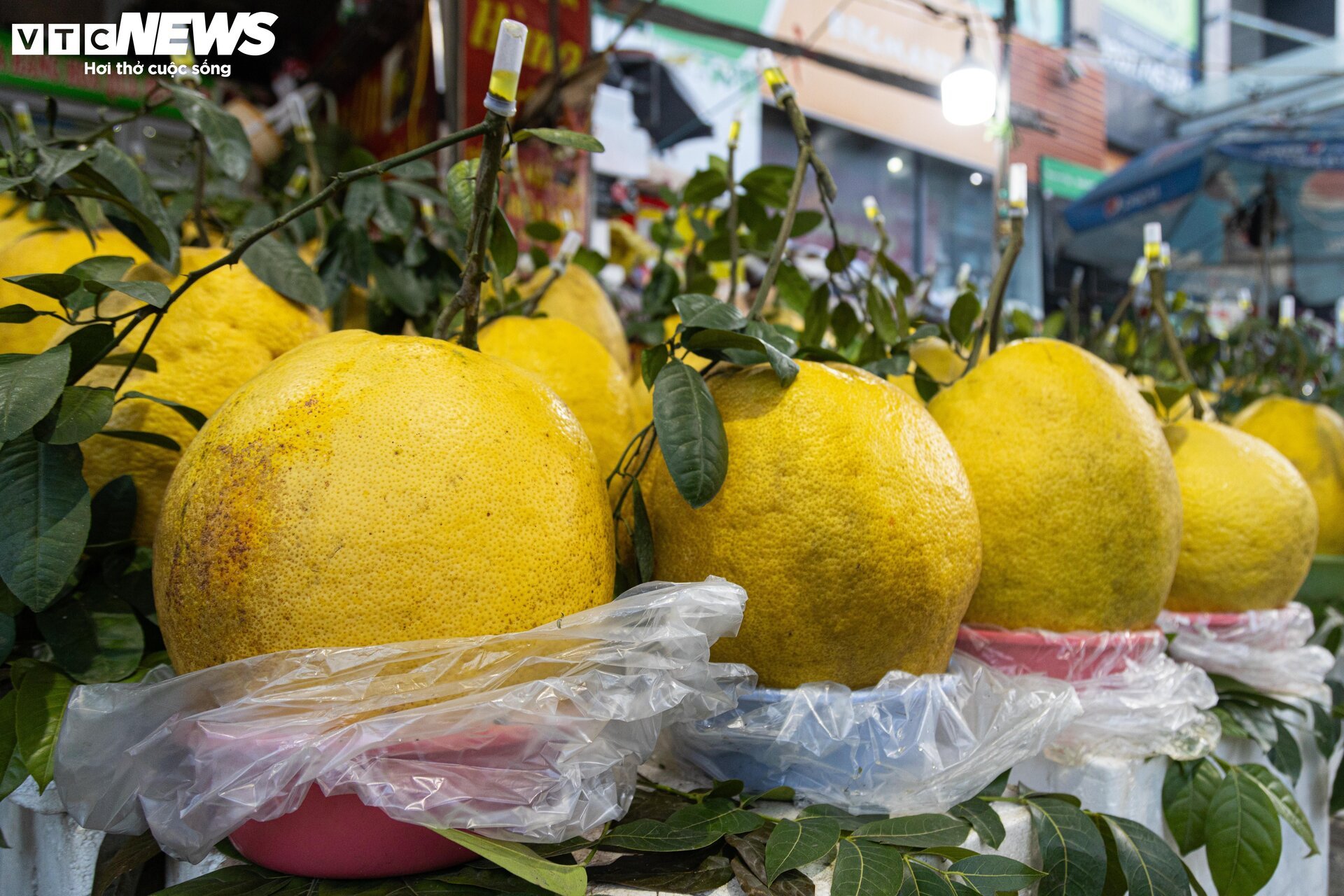 Bòng Kỳ Đà khổng lồ giá tiền triệu hút khách chơi Tết - Ảnh 3