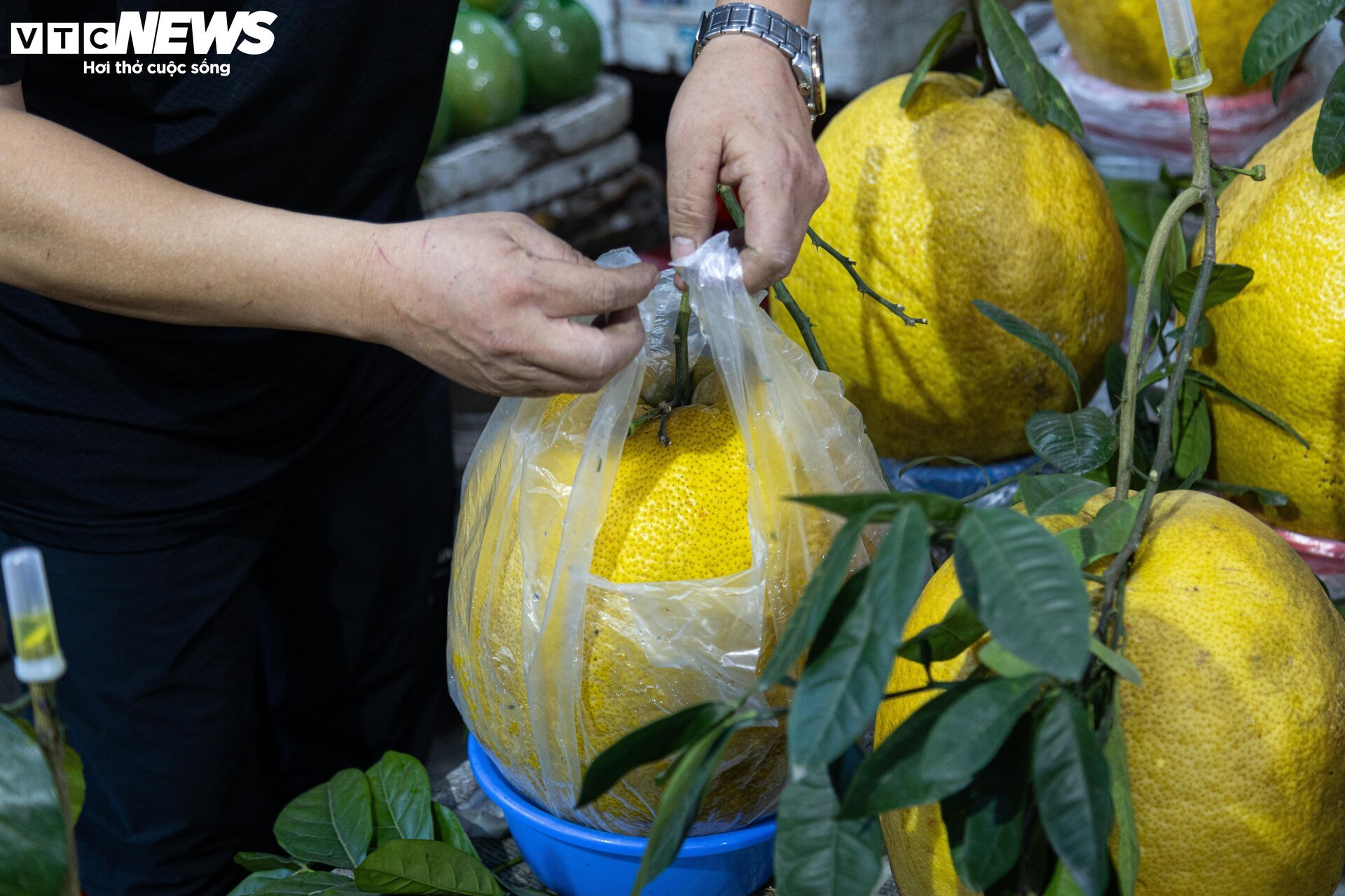 Bòng Kỳ Đà khổng lồ giá tiền triệu hút khách chơi Tết - Ảnh 9