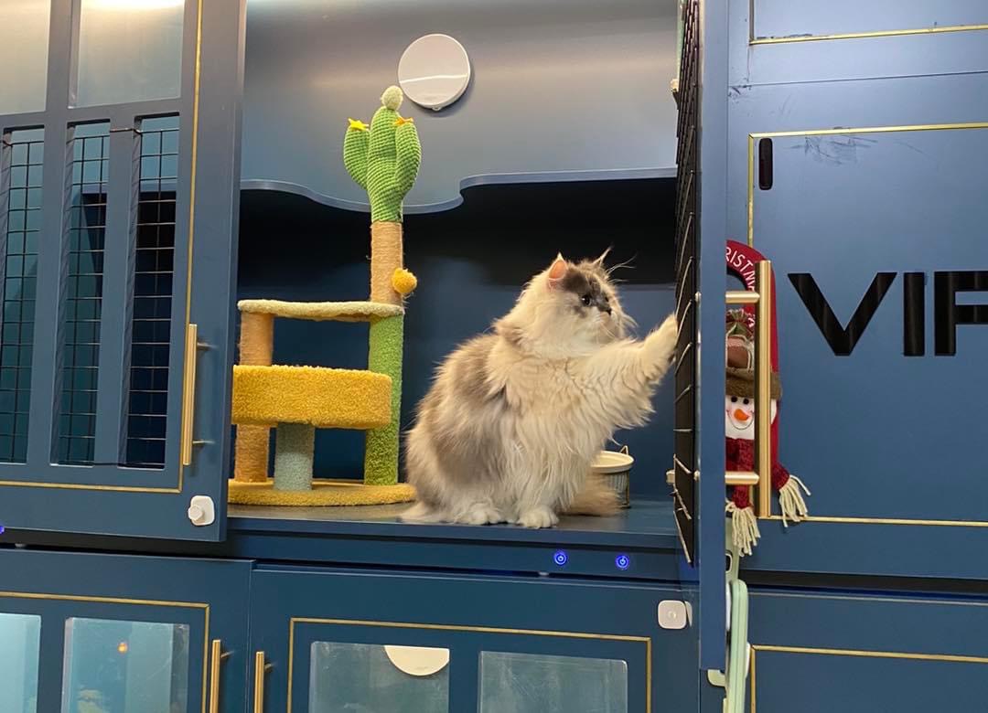 Khách sạn cho thú cưng “cháy phòng” dịp Tết - Ảnh 6