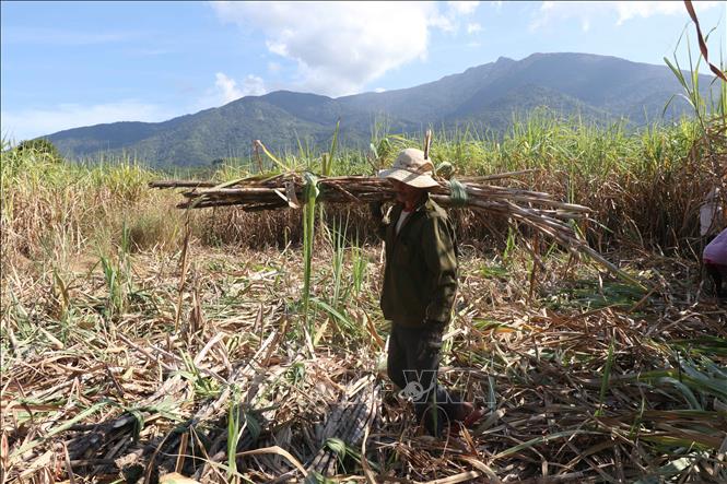 Diện tích mía ở Khánh Hòa ngày một thu hẹp - Ảnh 1