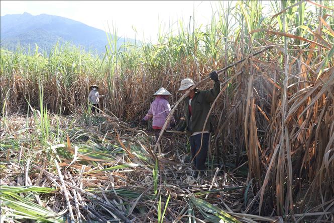 Diện tích mía ở Khánh Hòa ngày một thu hẹp - Ảnh 2