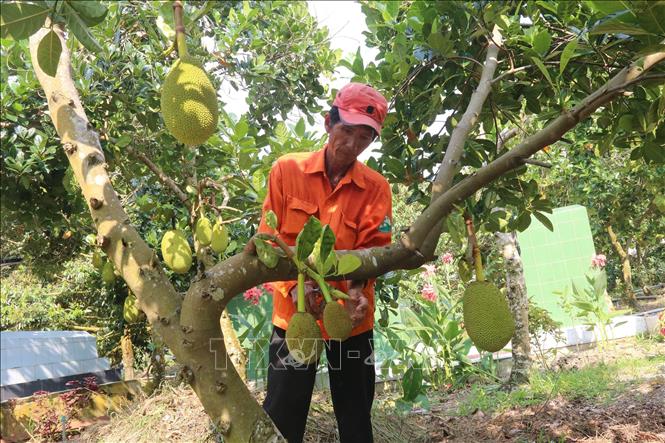 Giá mít Thái sau Tết tăng mạnh - Ảnh 1