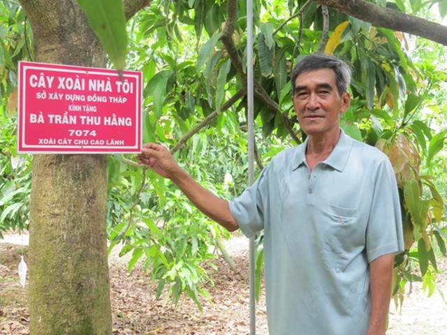 Nông dân Đồng Tháp bán xoài kiểu 4.0: Gắn mã QR Code rồi bán cả cây cho khách, nhận chăm sóc và thu hoạch hộ toàn bộ quả, ship tận cửa nhà - Ảnh 1