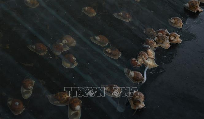 Nuôi ốc hương thương phẩm lãi hơn 1 tỷ đồng/năm - Ảnh 1