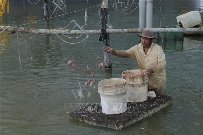 Nuôi ốc hương thương phẩm lãi hơn 1 tỷ đồng/năm - Ảnh 2