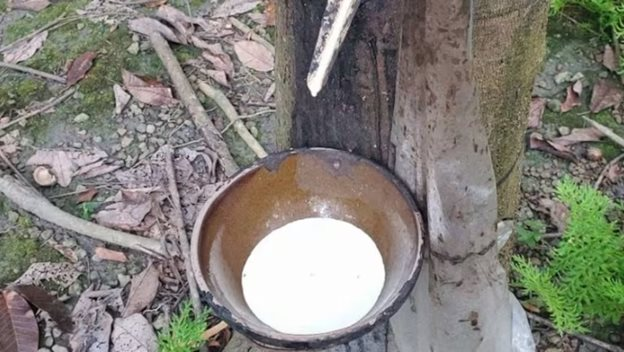 Giá cao su tự nhiên khó hạ nhiệt trong vài tháng tới - Ảnh 1