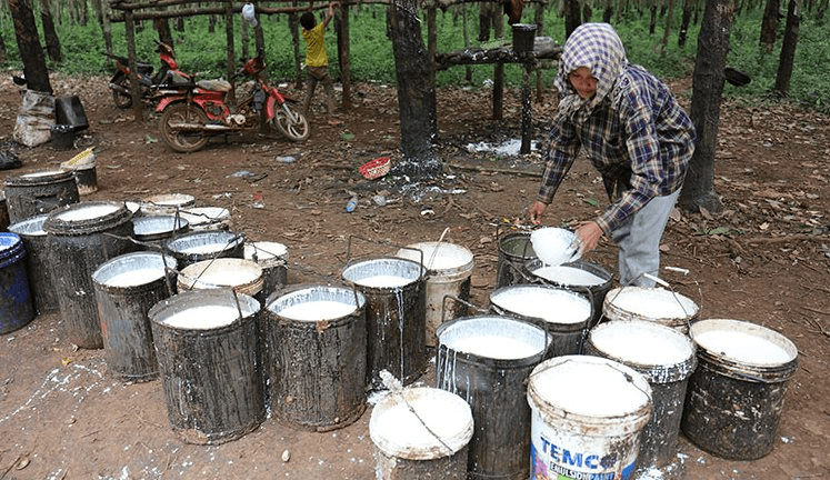 Xuất khẩu cao su của Campuchia liệu có duy trì tốc độ tăng mạnh? - Ảnh 1