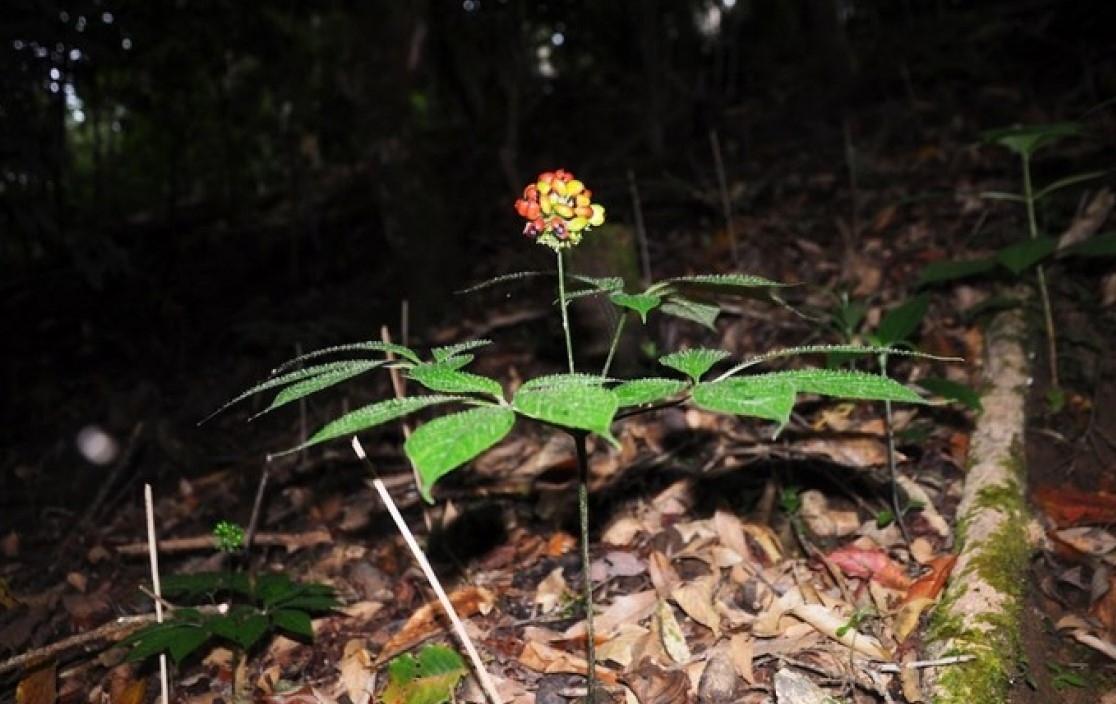 Loài cây được coi là “quốc bảo” của Việt Nam: Giá có thể lên tới hàng tỷ đồng, một vụ trộm lớn mới xảy ra - Ảnh 1