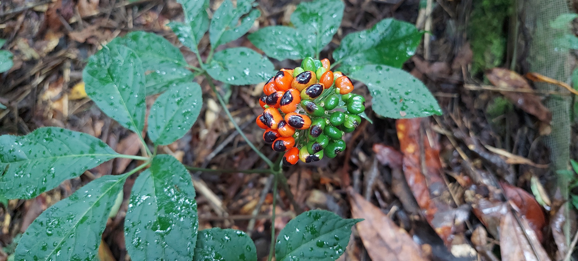 Loài cây được coi là “quốc bảo” của Việt Nam: Giá có thể lên tới hàng tỷ đồng, một vụ trộm lớn mới xảy ra - Ảnh 2