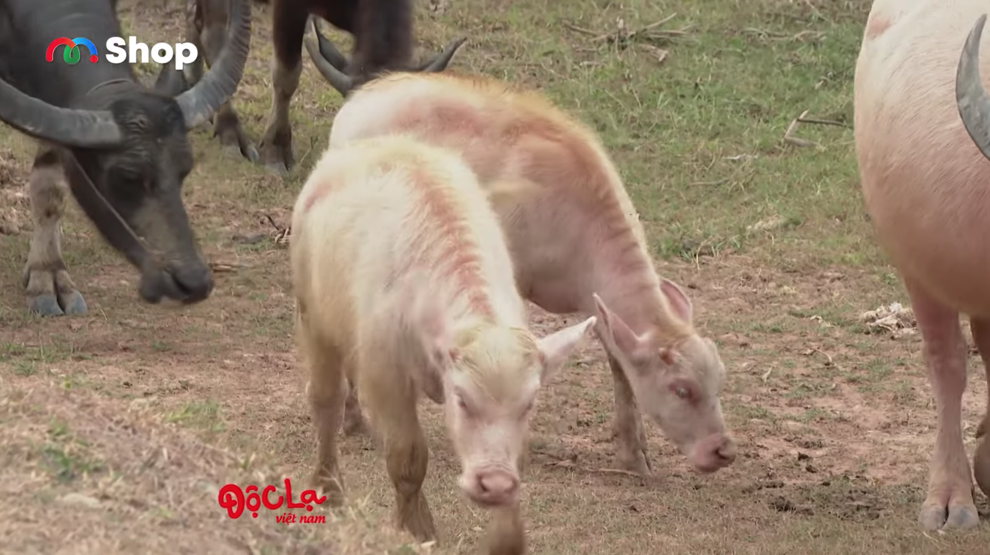 Sự thật về đàn trâu có màu lạ của lão nông ở Tây Ninh, được đồn trả cả tỷ đồng/con nhưng chủ không bán - Ảnh 6