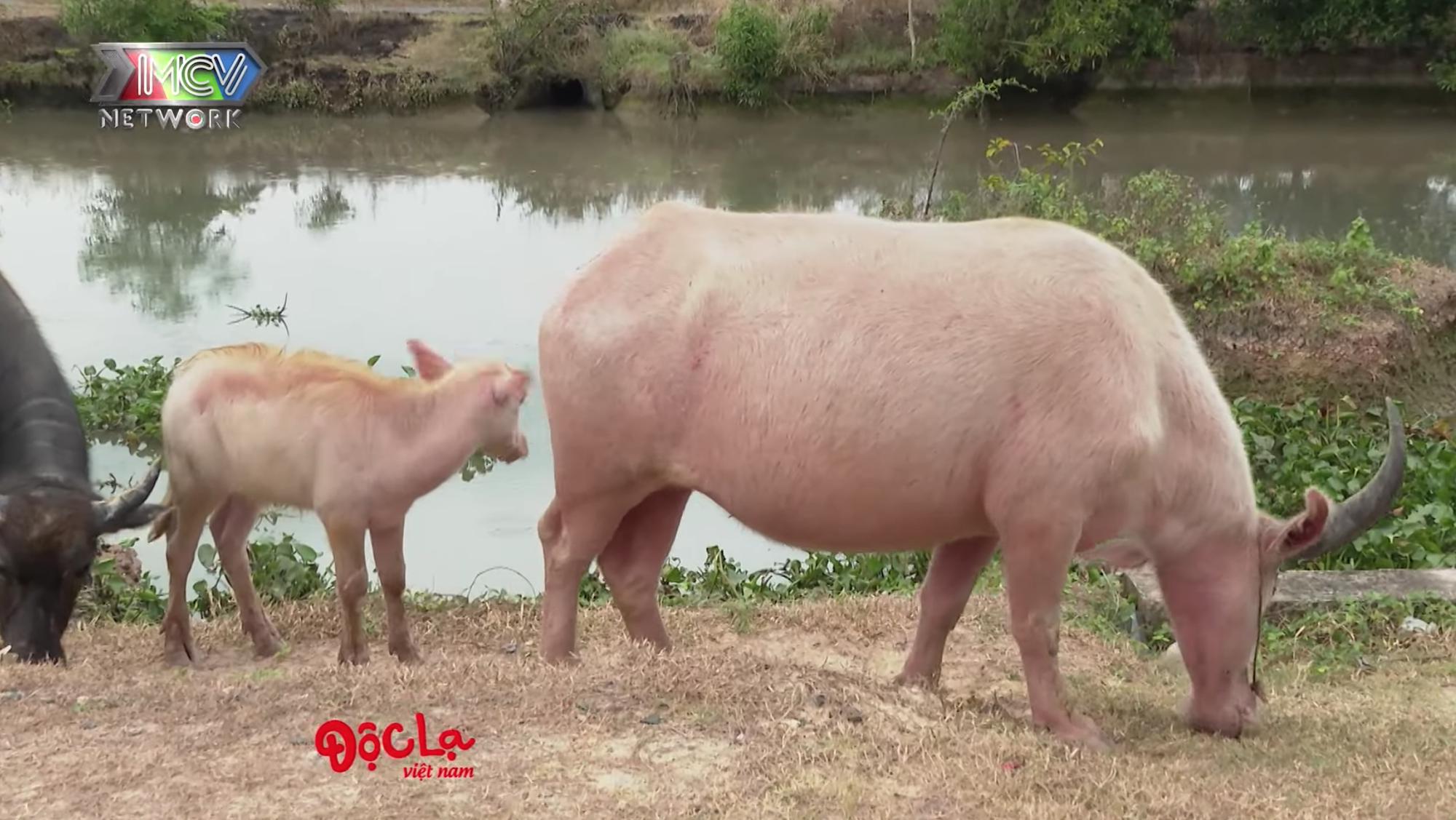 Sự thật về đàn trâu có màu lạ của lão nông ở Tây Ninh, được đồn trả cả tỷ đồng/con nhưng chủ không bán - Ảnh 5