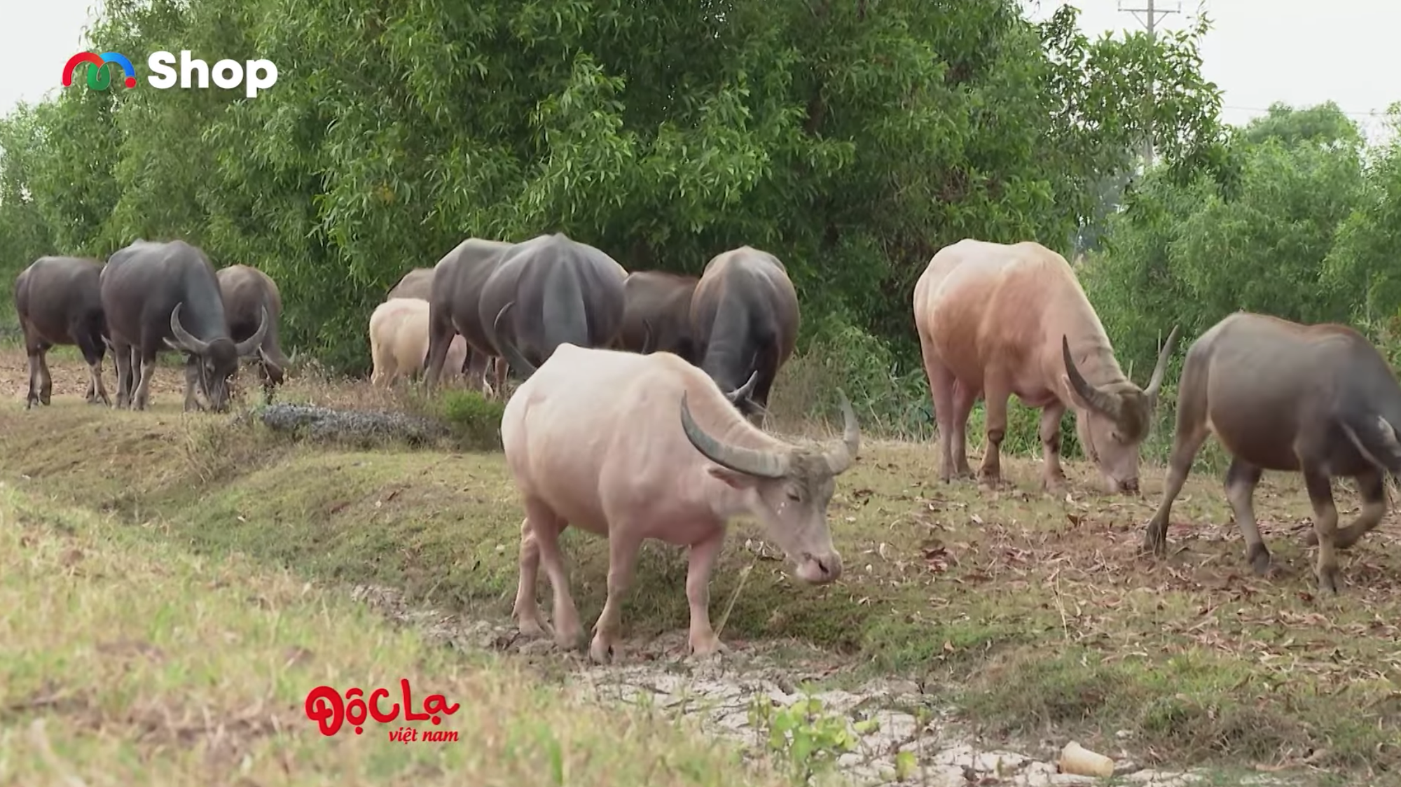 Sự thật về đàn trâu có màu lạ của lão nông ở Tây Ninh, được đồn trả cả tỷ đồng/con nhưng chủ không bán - Ảnh 4