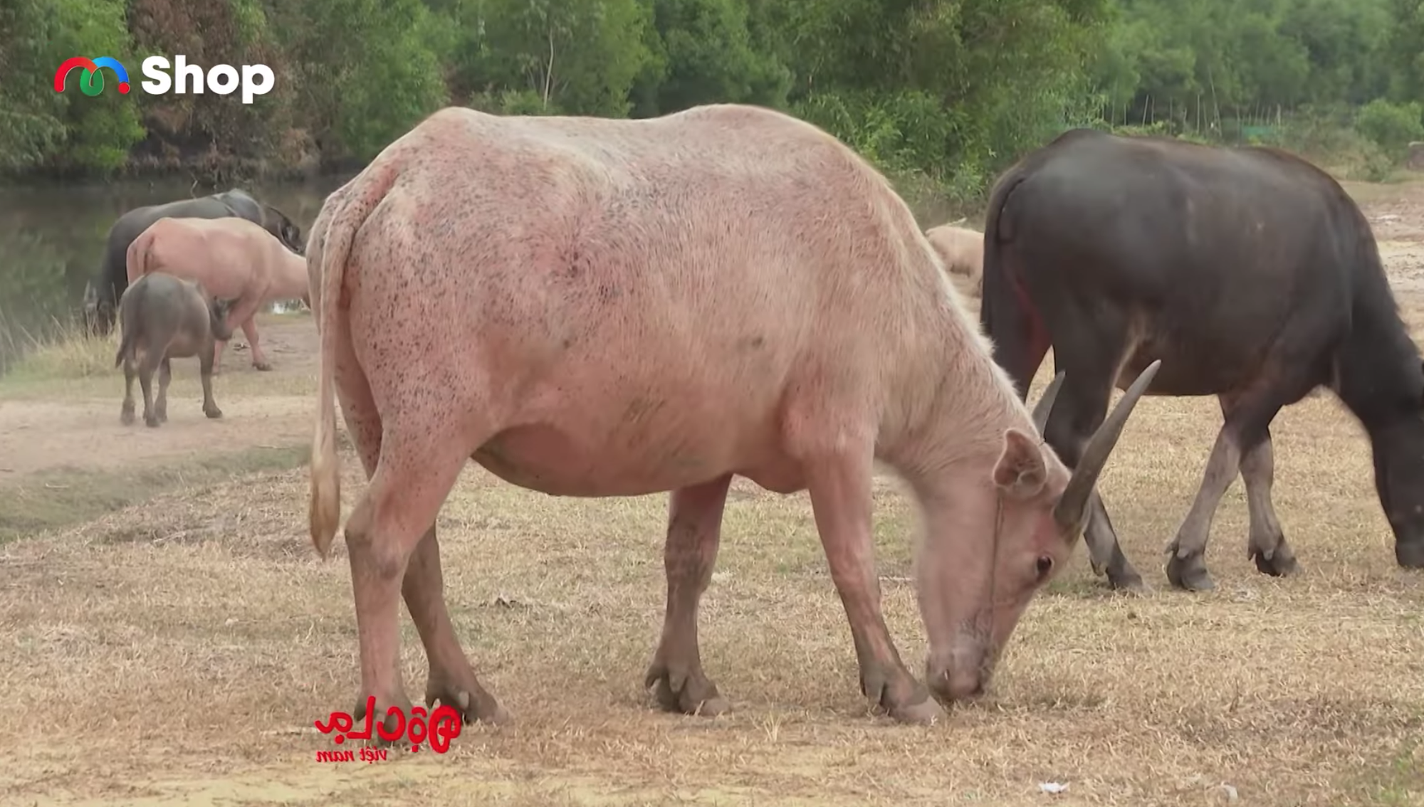 Sự thật về đàn trâu có màu lạ của lão nông ở Tây Ninh, được đồn trả cả tỷ đồng/con nhưng chủ không bán - Ảnh 2