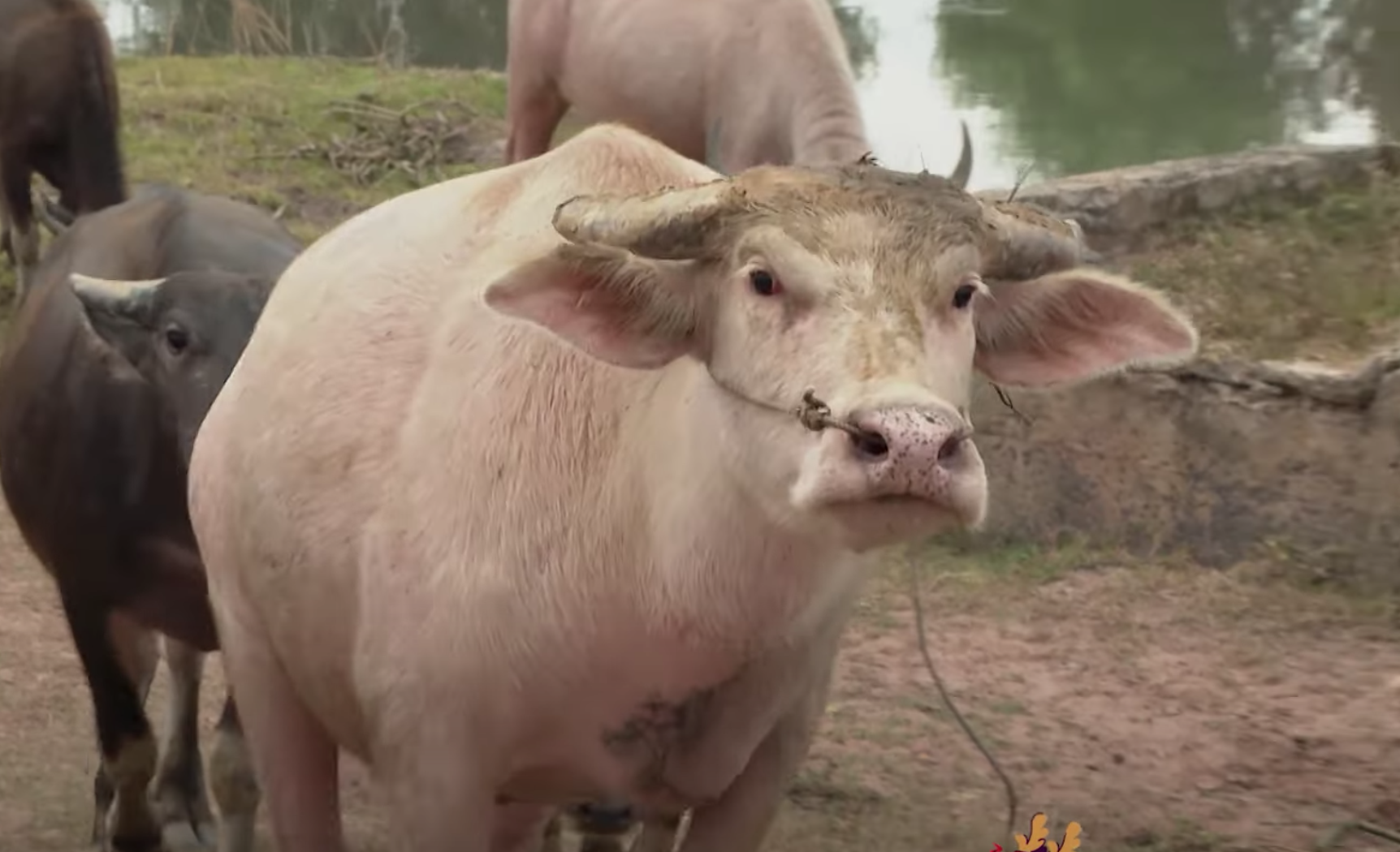 Sự thật về đàn trâu có màu lạ của lão nông ở Tây Ninh, được đồn trả cả tỷ đồng/con nhưng chủ không bán - Ảnh 1