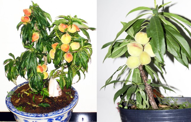 Loại đào quý hiếm, xa xỉ bậc nhất ở Đà Lạt - Ảnh 1