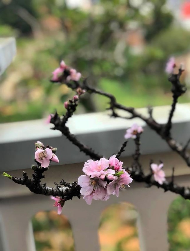 Loại đào quý hiếm, xa xỉ bậc nhất ở Đà Lạt - Ảnh 2