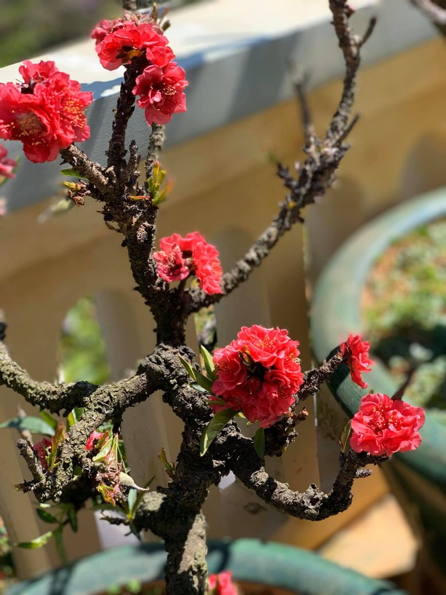 Loại đào quý hiếm, xa xỉ bậc nhất ở Đà Lạt - Ảnh 3