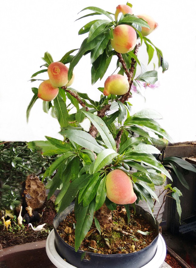 Loại đào quý hiếm, xa xỉ bậc nhất ở Đà Lạt - Ảnh 5