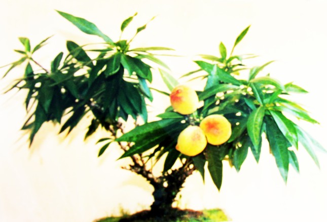 Loại đào quý hiếm, xa xỉ bậc nhất ở Đà Lạt - Ảnh 6