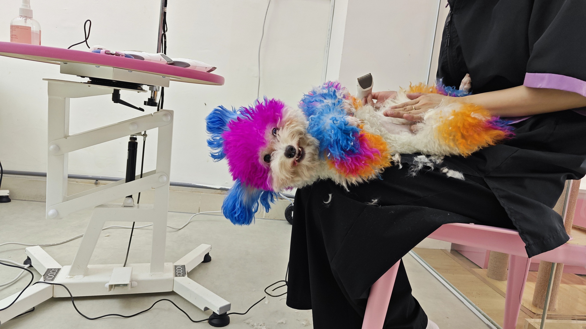 Khách sạn cho thú cưng “cháy phòng” dịp Tết - Ảnh 3