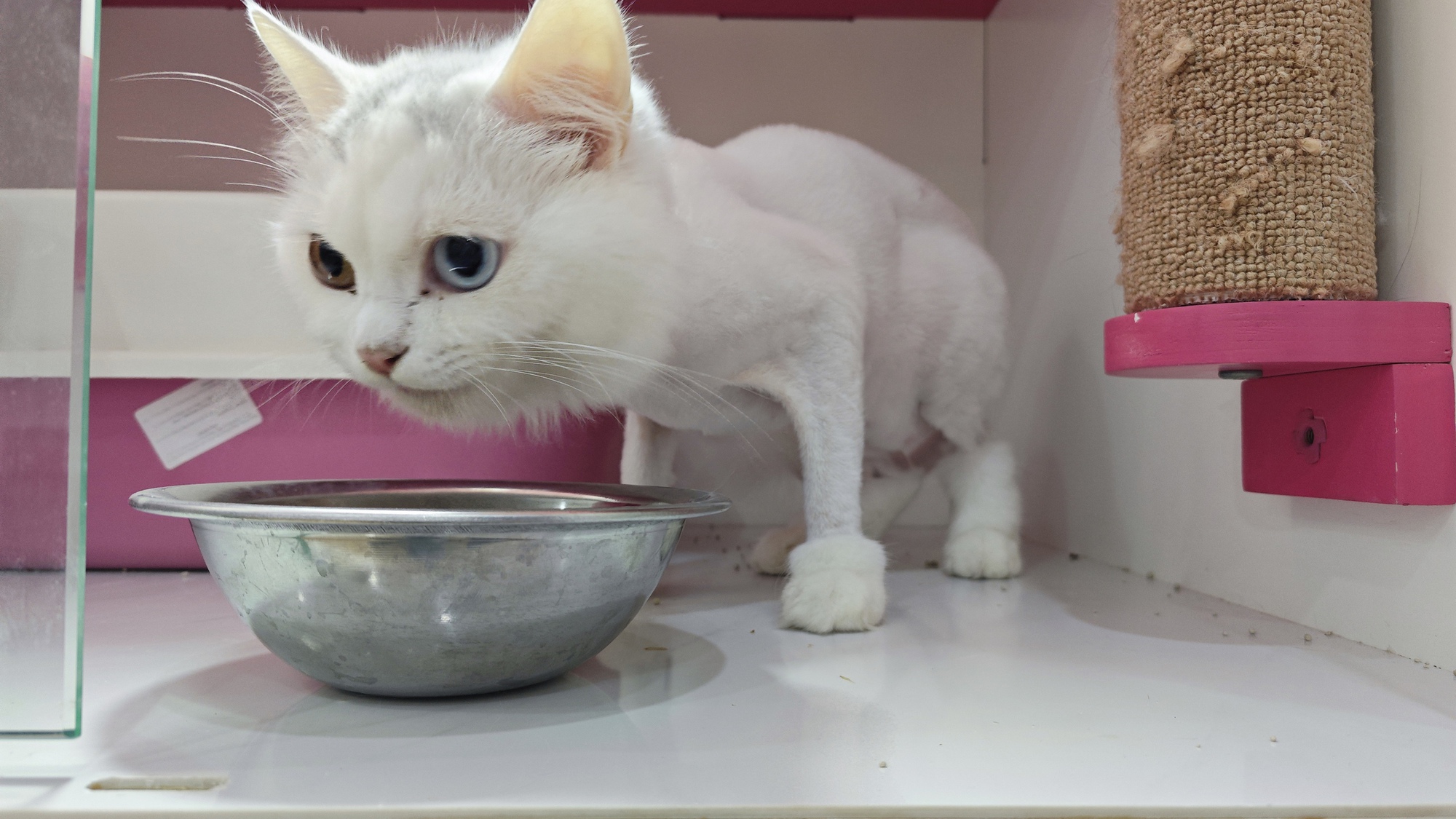 Khách sạn cho thú cưng “cháy phòng” dịp Tết - Ảnh 5