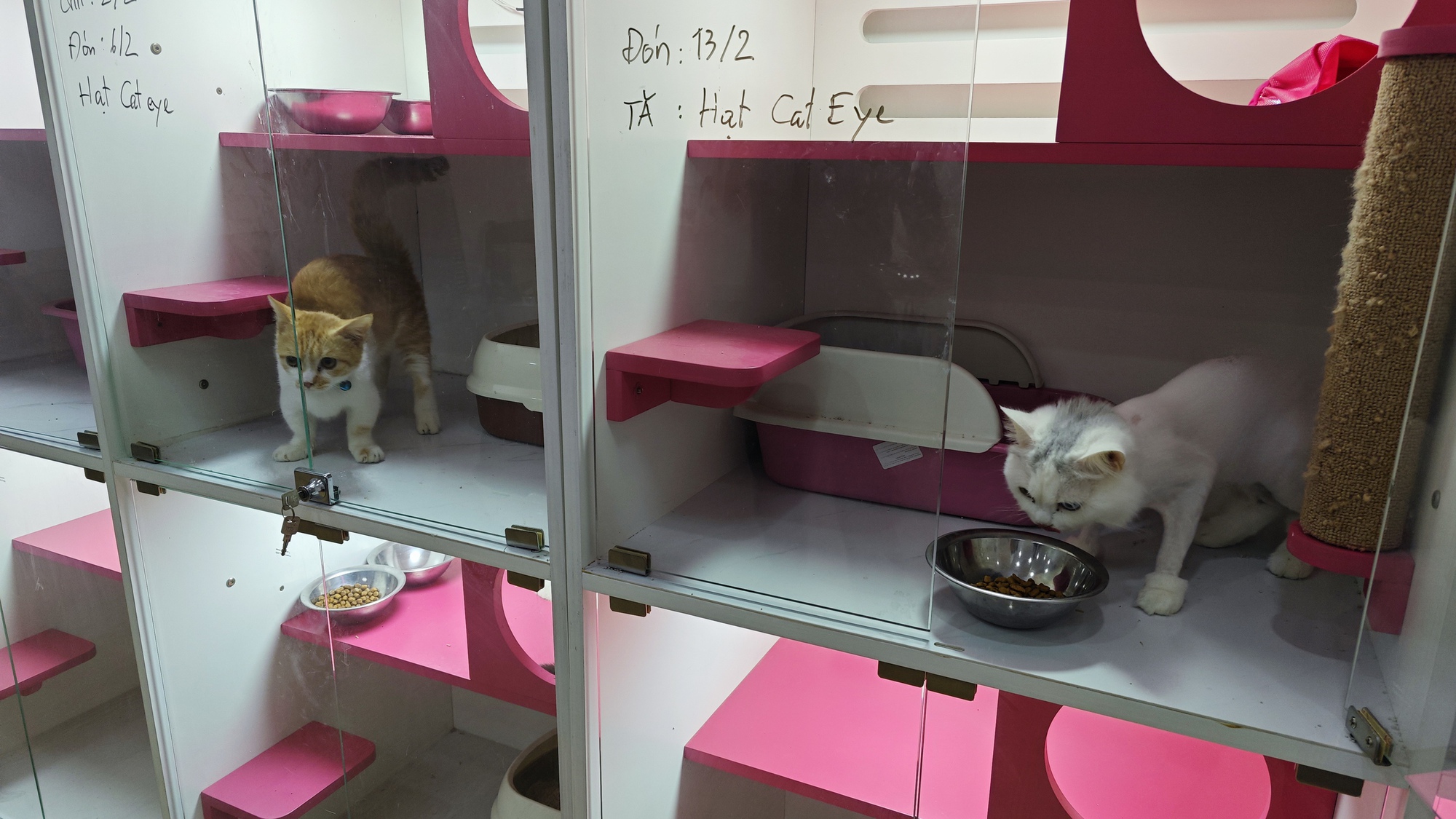 Khách sạn cho thú cưng “cháy phòng” dịp Tết - Ảnh 4