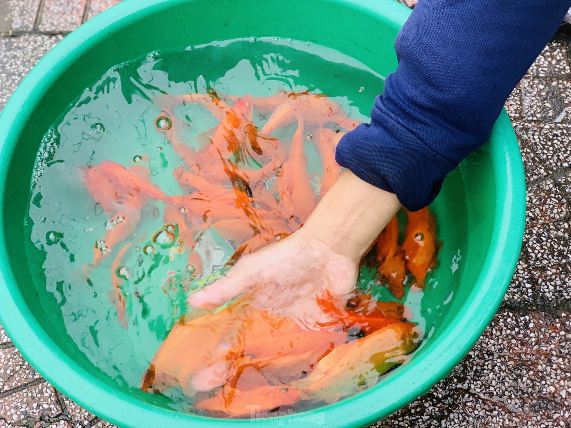 Ế 'vật cưỡi' ông Công ông Táo, dân nóng ruột chờ khách - Ảnh 7