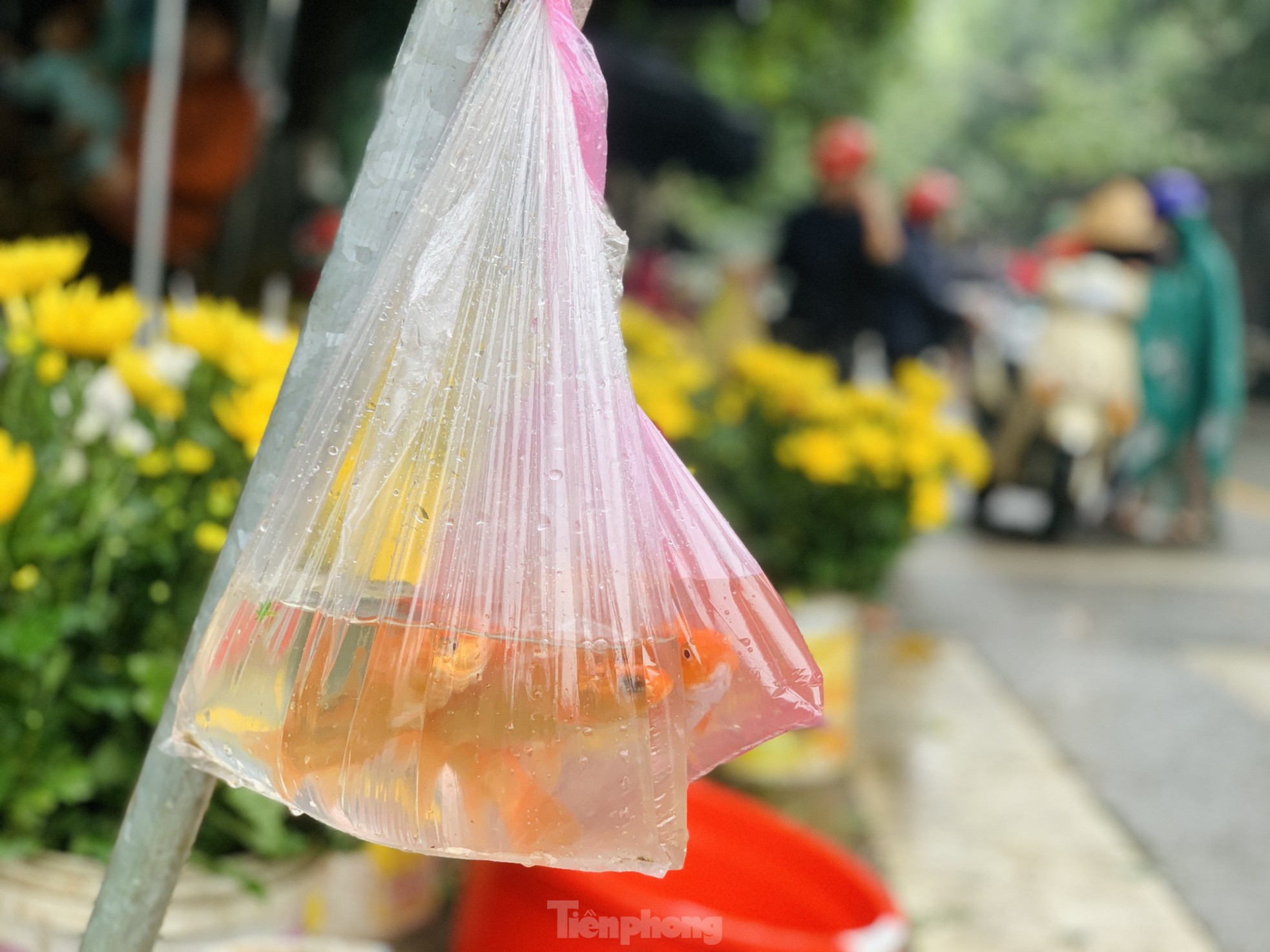 Ế 'vật cưỡi' ông Công ông Táo, dân nóng ruột chờ khách - Ảnh 9