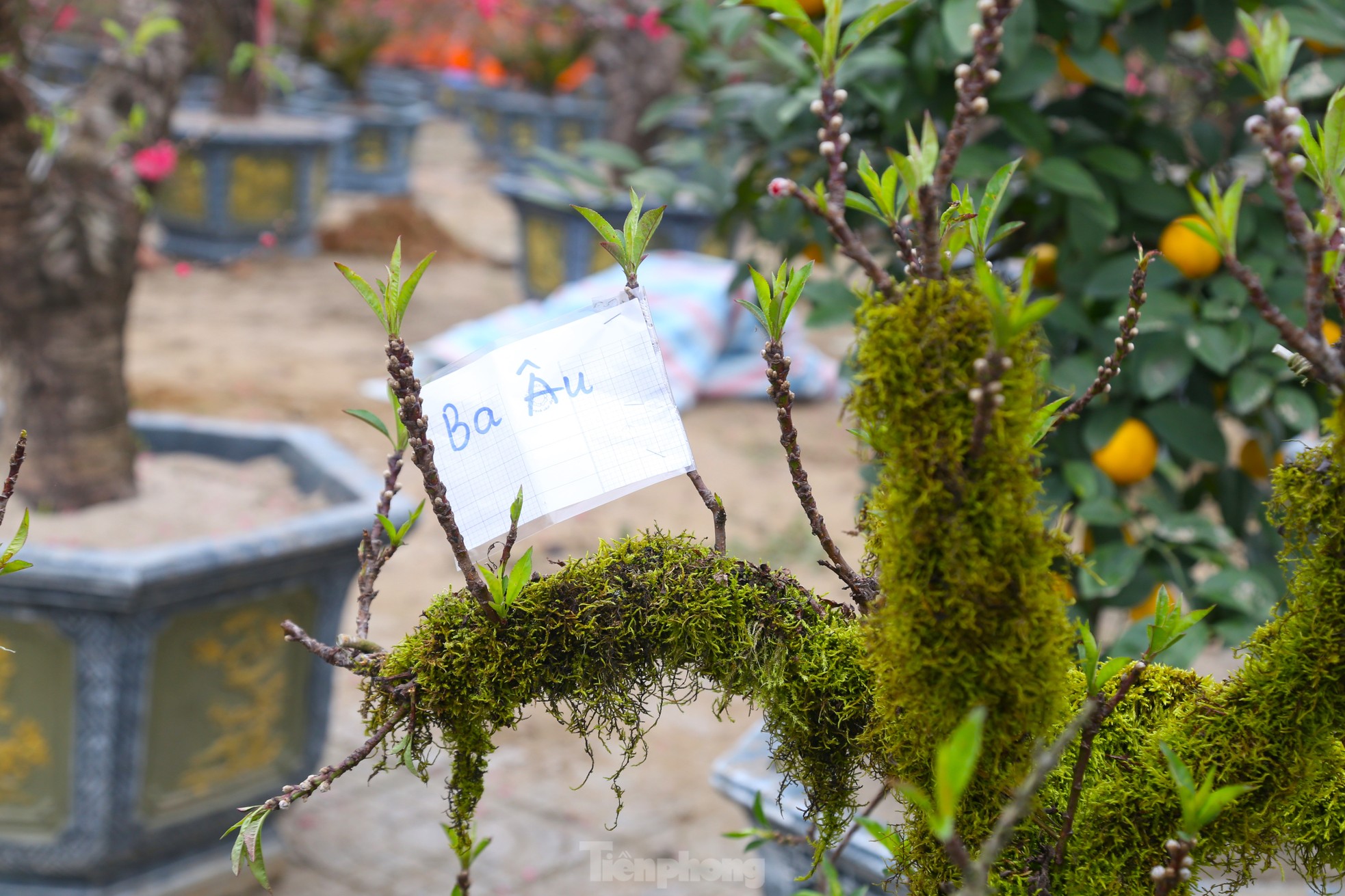 Nhiều người săn lùng đào ‘tiến Vua’ rất đắt đỏ chơi Tết - Ảnh 12