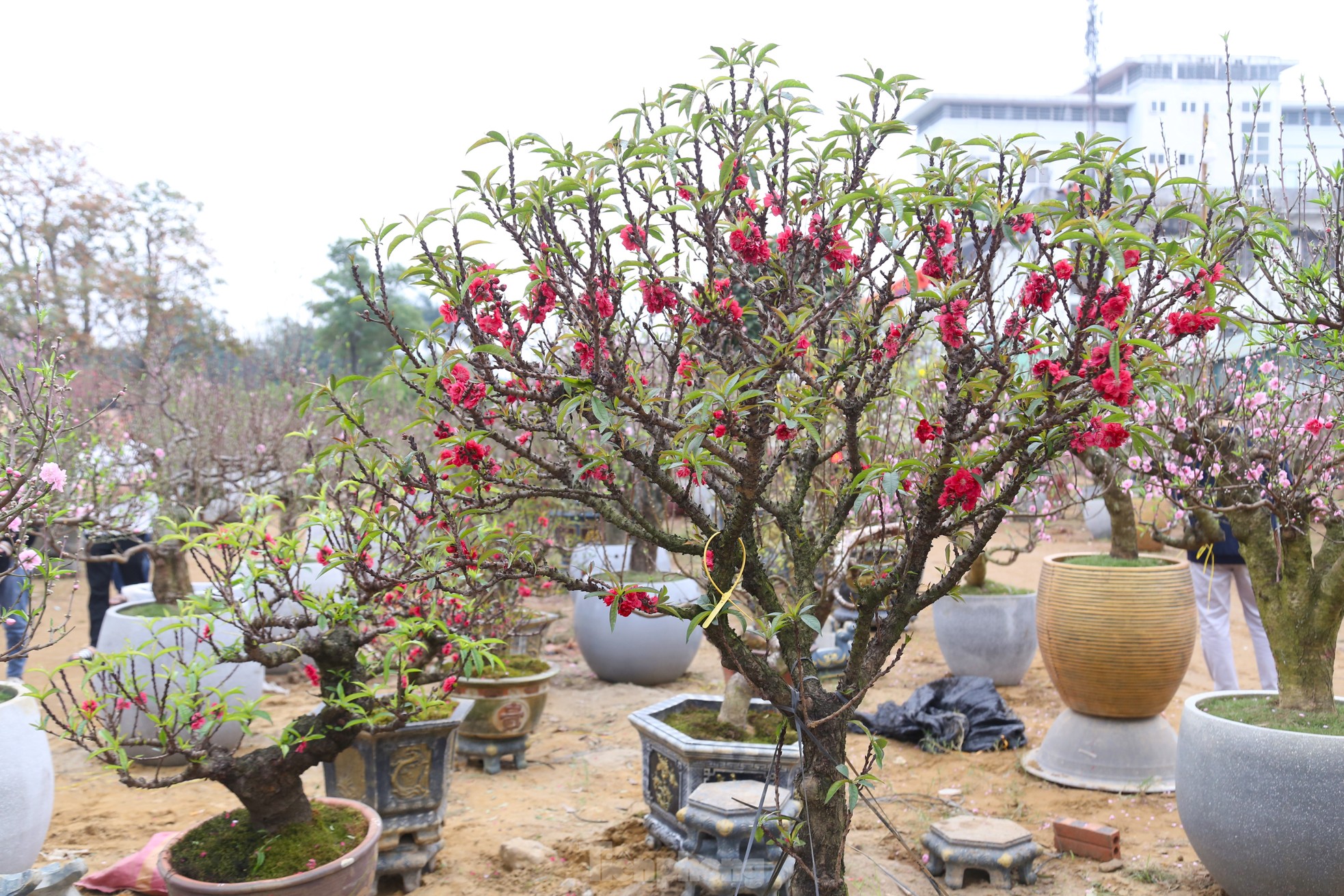 Nhiều người săn lùng đào ‘tiến Vua’ rất đắt đỏ chơi Tết - Ảnh 1