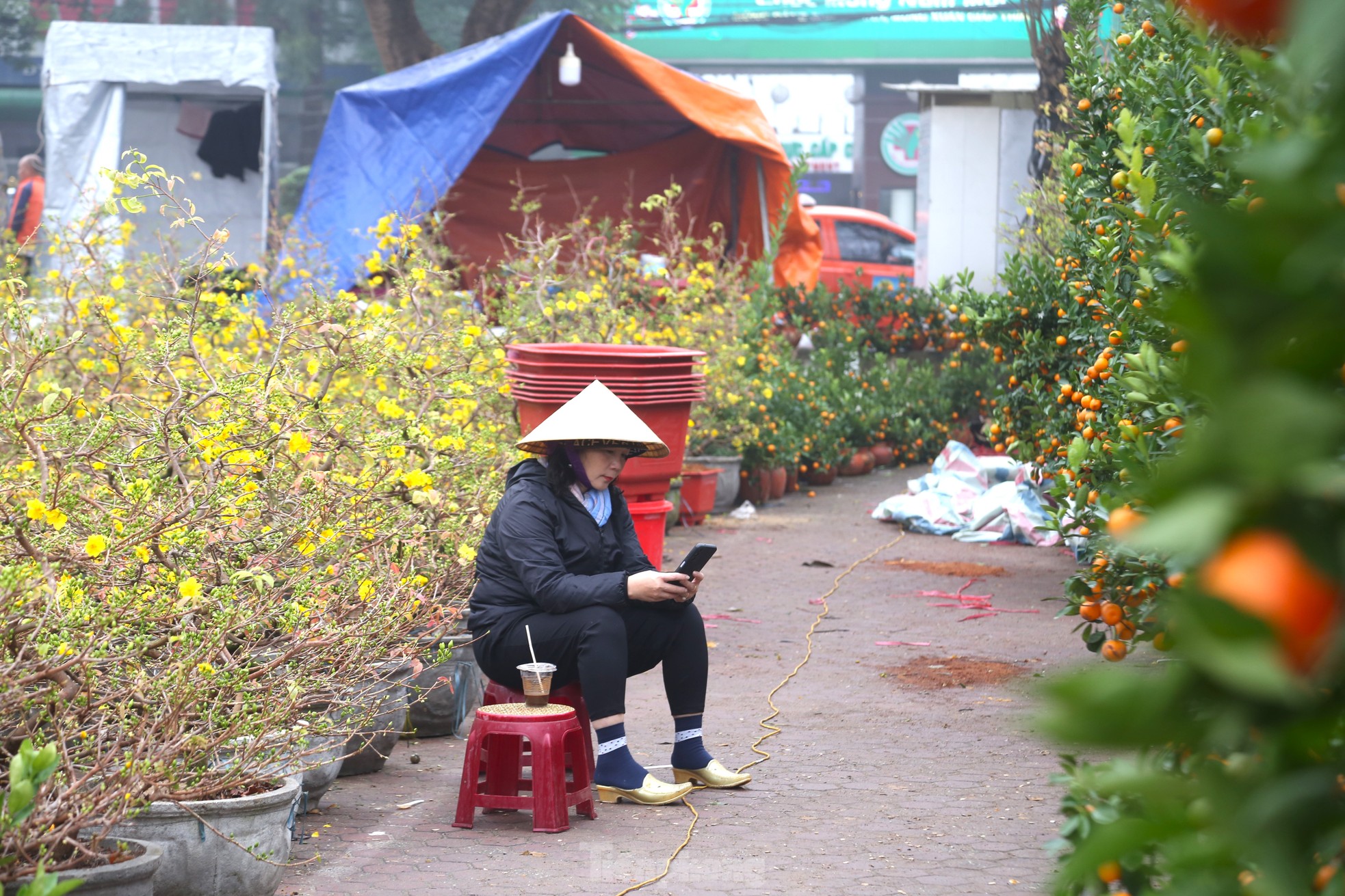 Dân buôn đào quất như 'ngồi trên đống lửa' ngày cận Tết - Ảnh 4