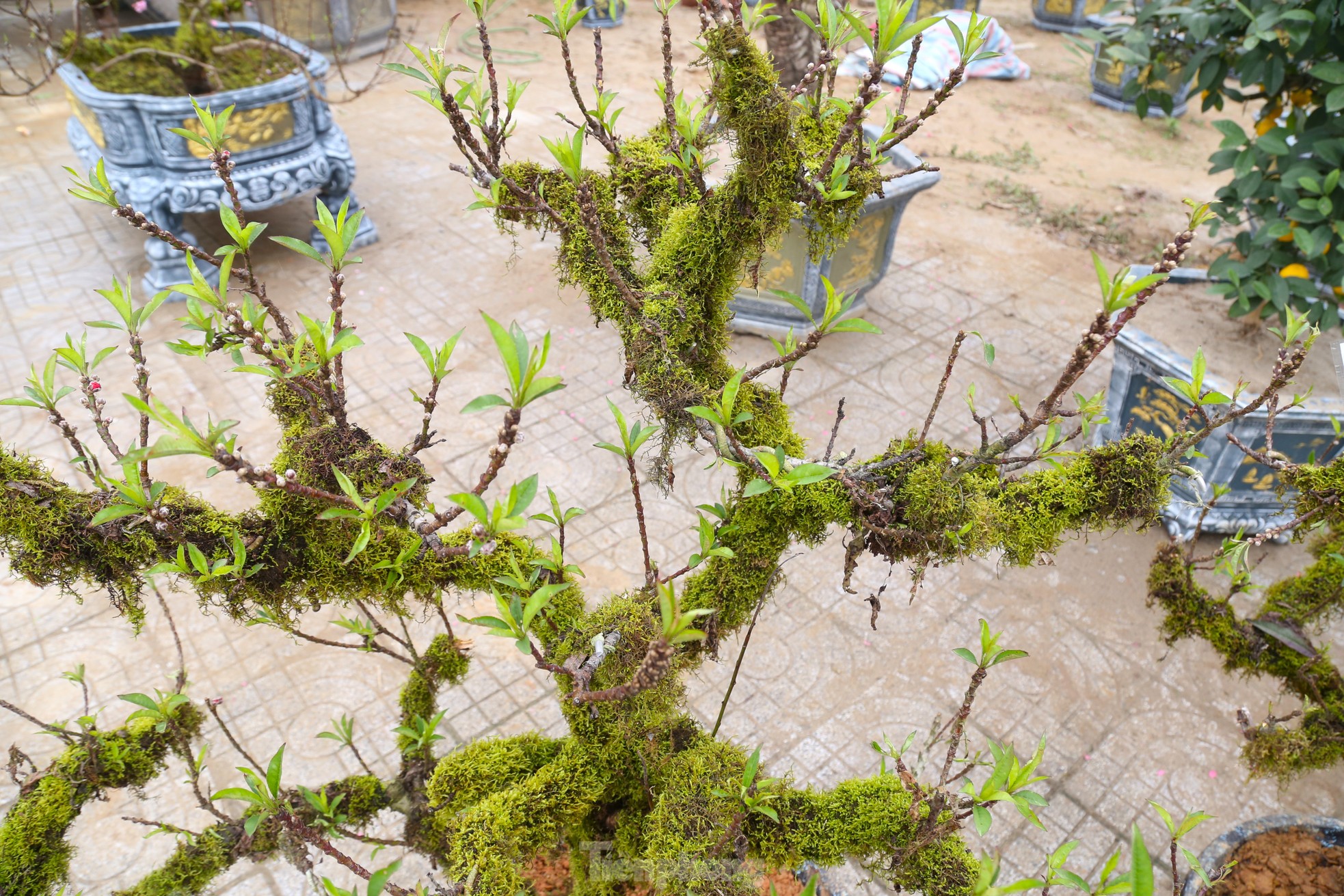 Nhiều người săn lùng đào ‘tiến Vua’ rất đắt đỏ chơi Tết - Ảnh 14