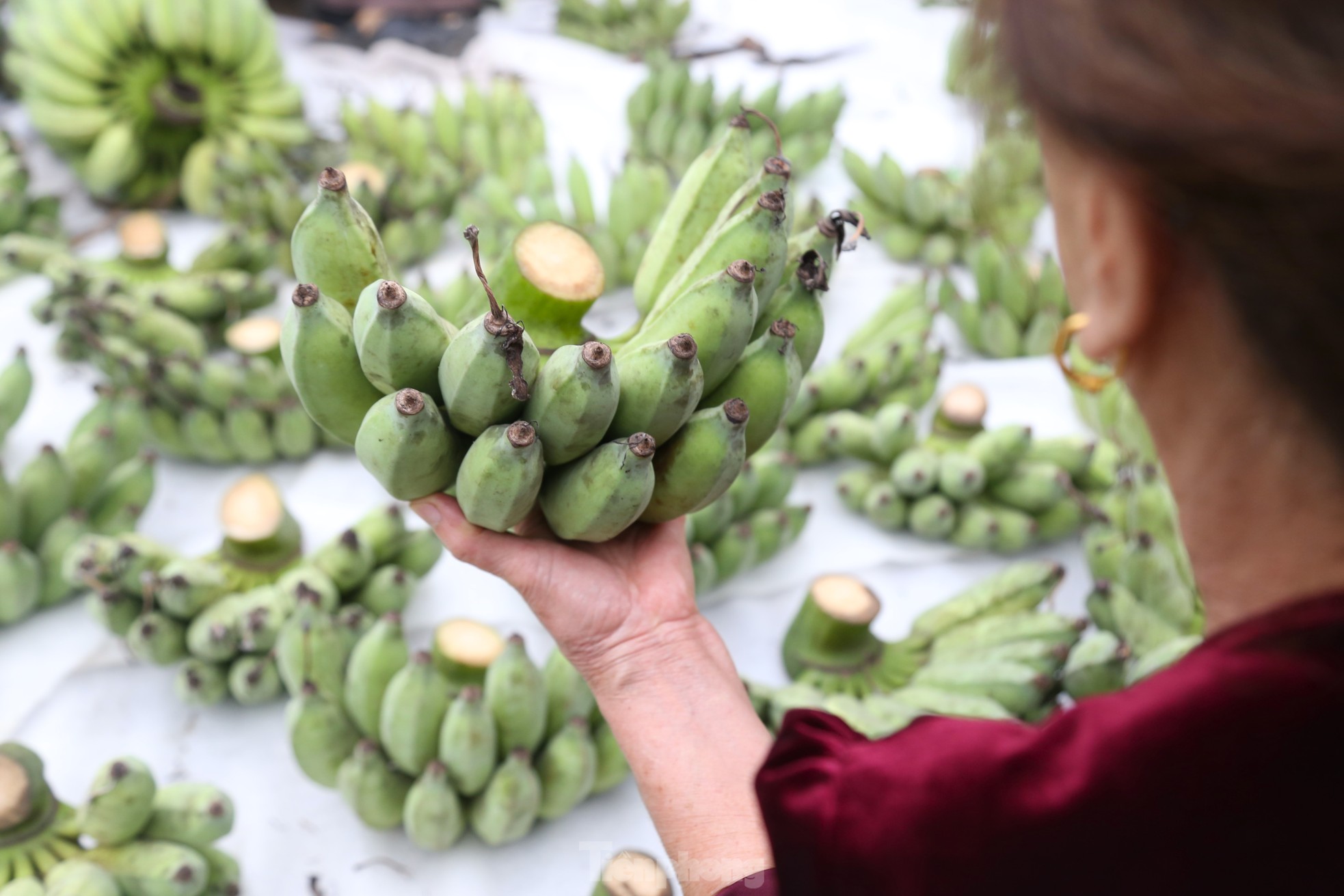 Chuối xanh Tết tăng giá vùn vụt - Ảnh 10