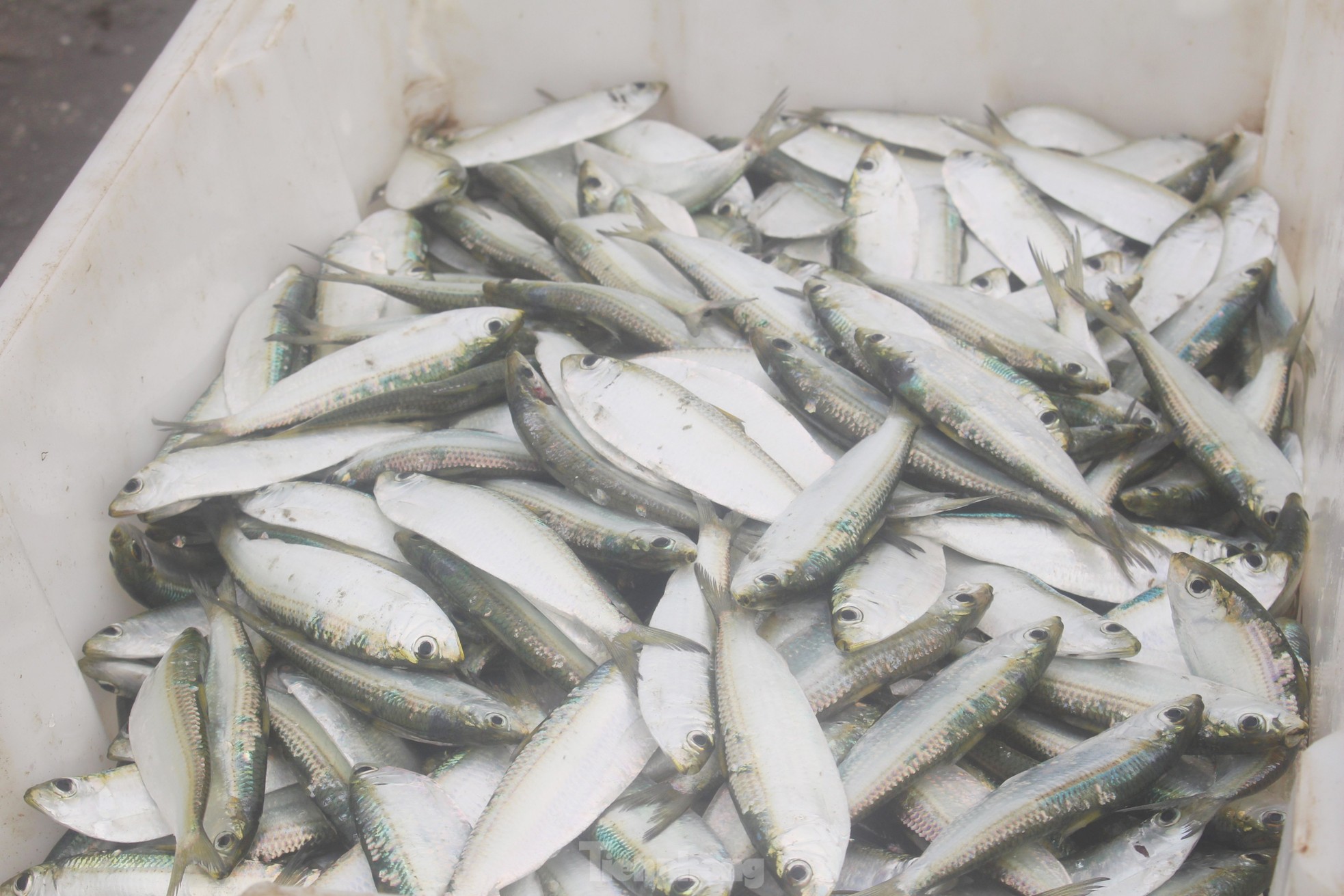 Sau vài giờ xông biển đầu năm, ngư dân thu tiền triệu - Ảnh 14