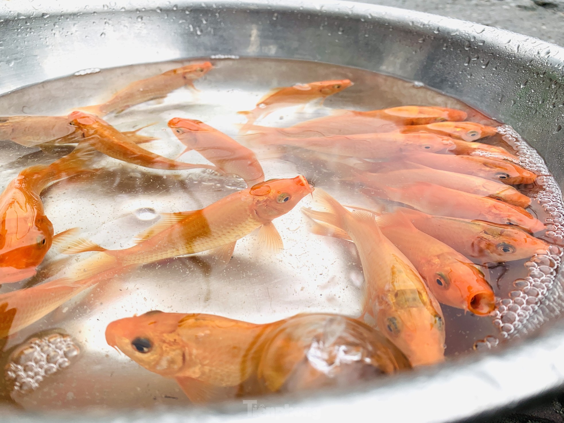 Ế 'vật cưỡi' ông Công ông Táo, dân nóng ruột chờ khách - Ảnh 8