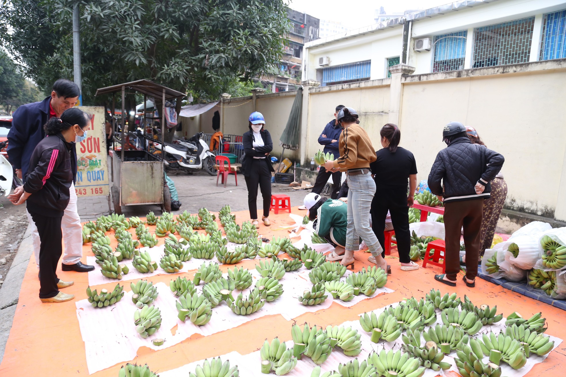 Chuối xanh Tết tăng giá vùn vụt - Ảnh 1