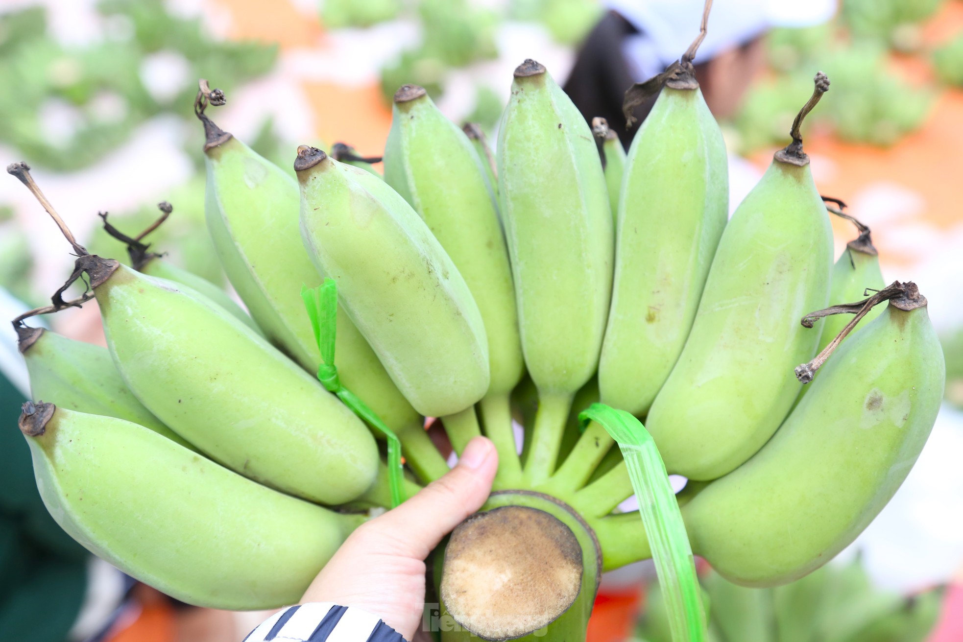 Chuối xanh Tết tăng giá vùn vụt - Ảnh 5