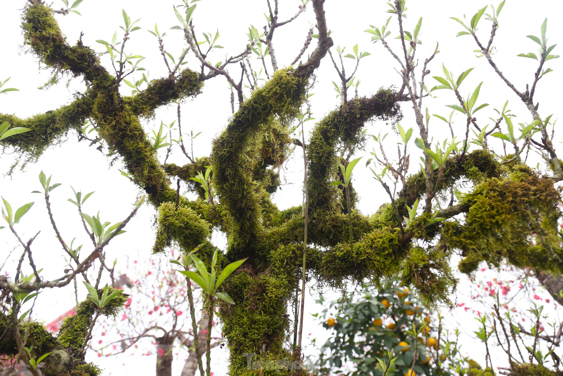 Nhiều người săn lùng đào ‘tiến Vua’ rất đắt đỏ chơi Tết - Ảnh 15