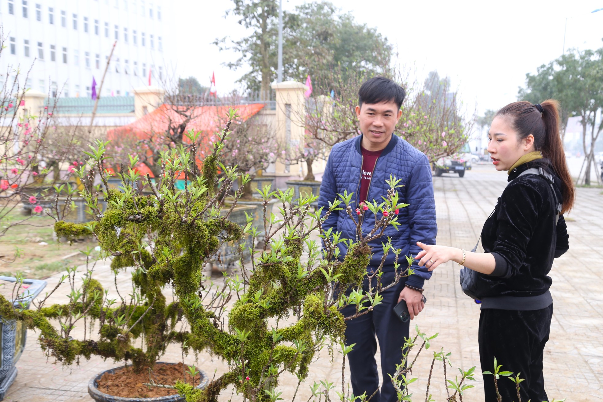 Nhiều người săn lùng đào ‘tiến Vua’ rất đắt đỏ chơi Tết - Ảnh 13