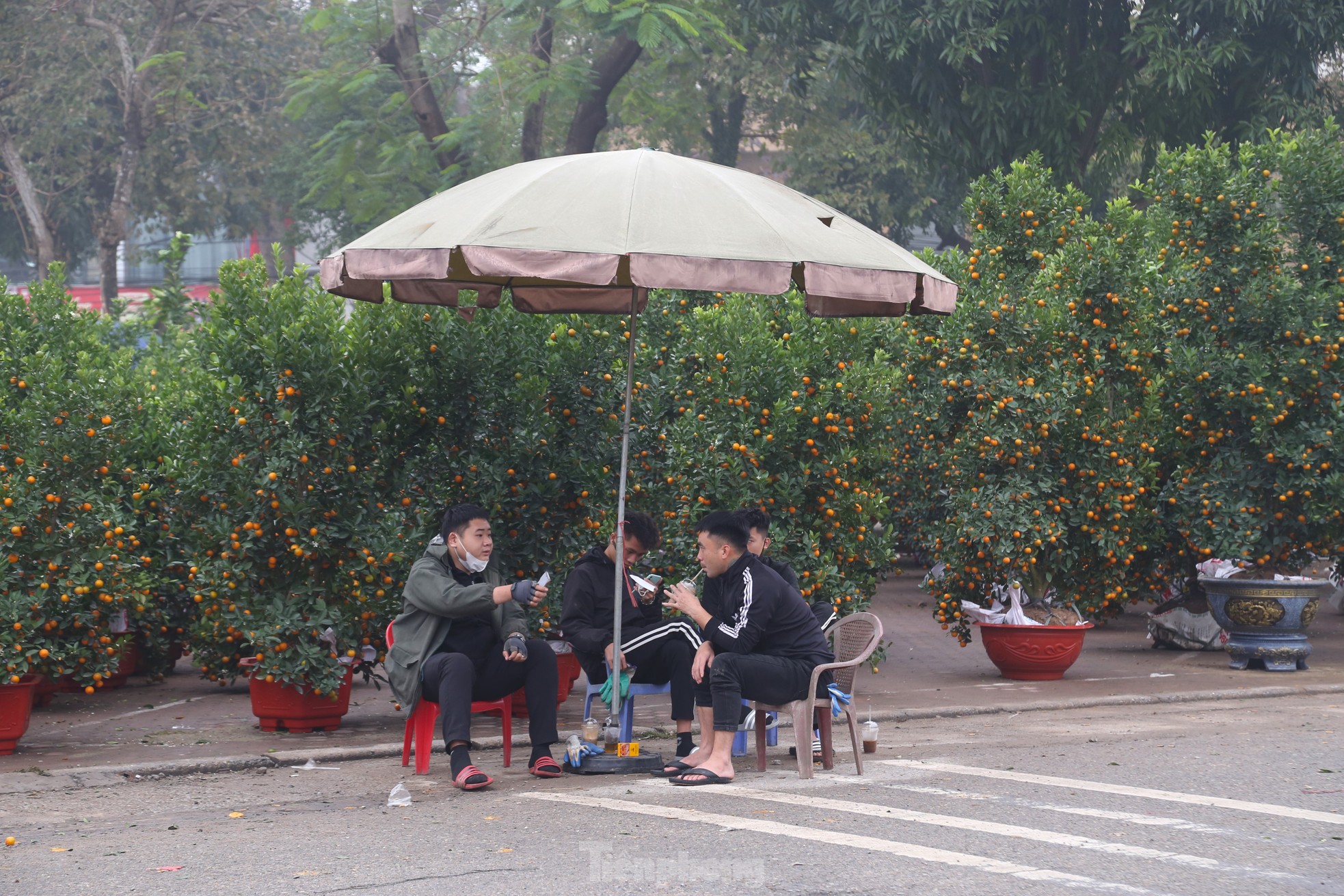 Dân buôn đào quất như 'ngồi trên đống lửa' ngày cận Tết - Ảnh 12
