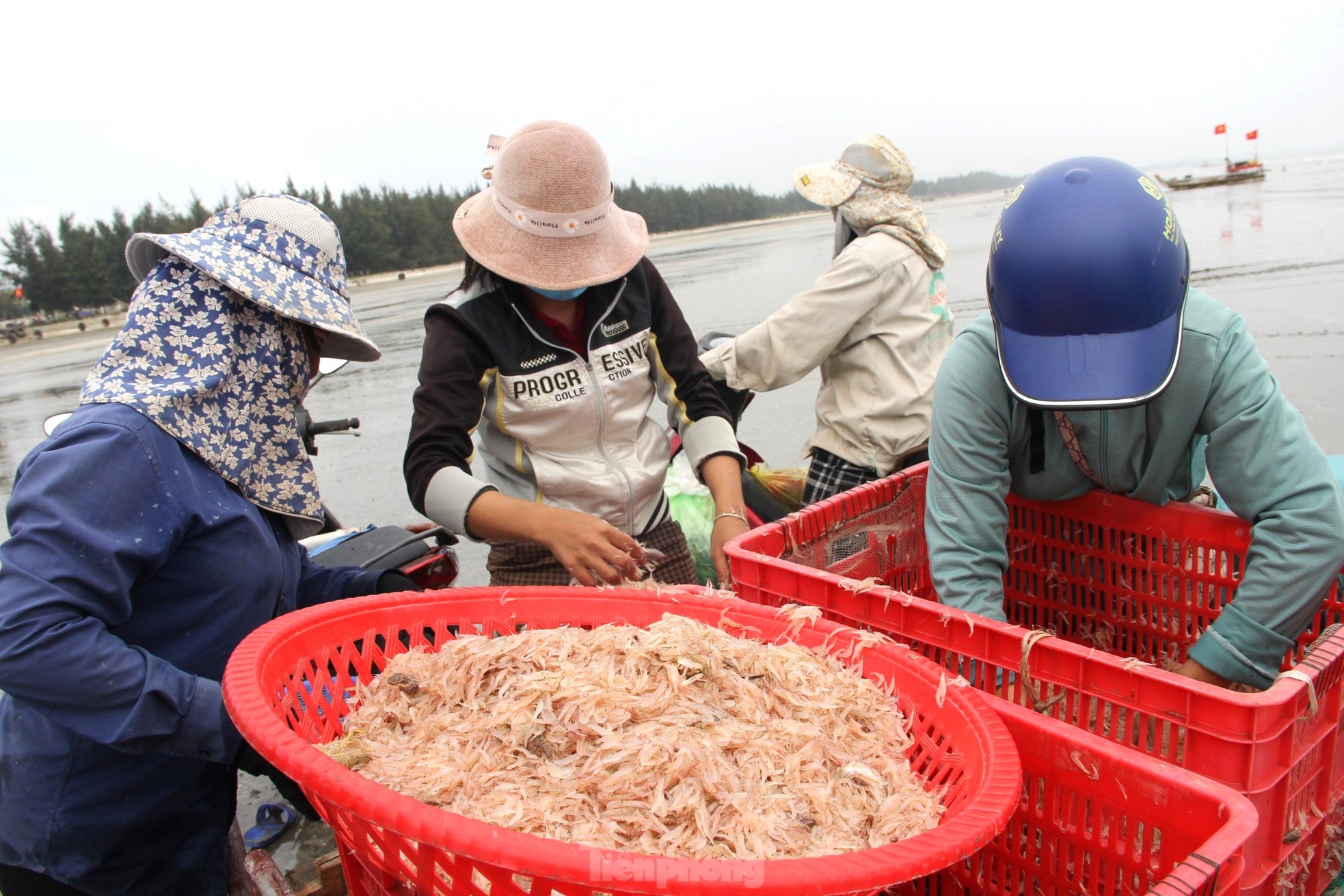 Sau vài giờ xông biển đầu năm, ngư dân thu tiền triệu - Ảnh 8