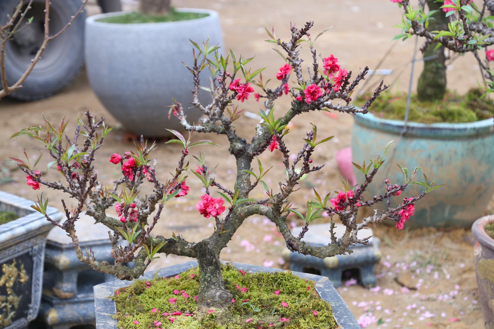 Nhiều người săn lùng đào ‘tiến Vua’ rất đắt đỏ chơi Tết - Ảnh 2