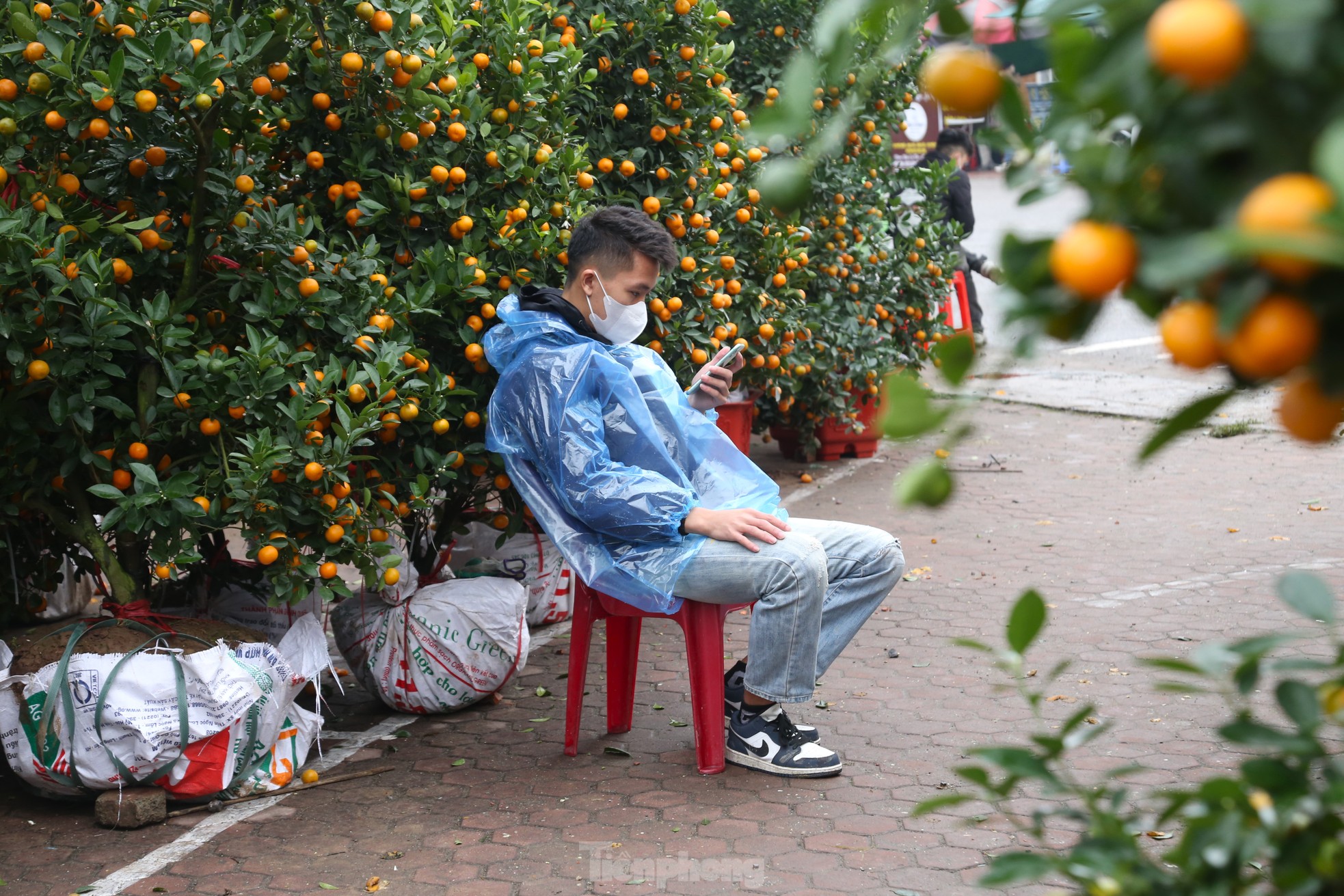 Dân buôn đào quất như 'ngồi trên đống lửa' ngày cận Tết - Ảnh 11