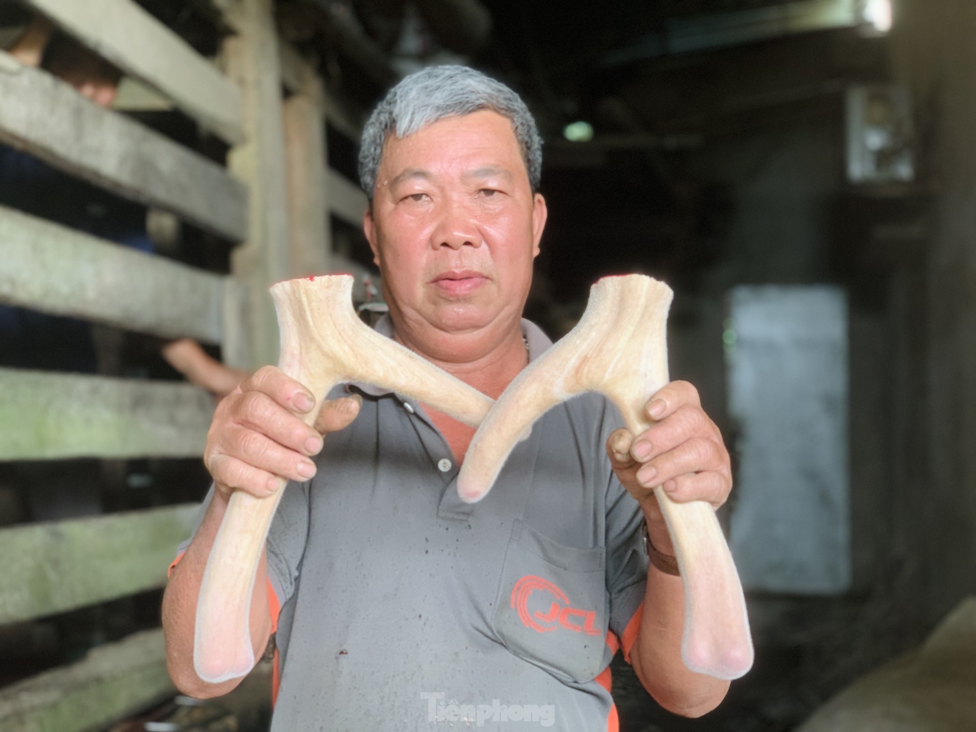 Kiếm bộn tiền từ nghề cắt lộc nhung hươu - Ảnh 7