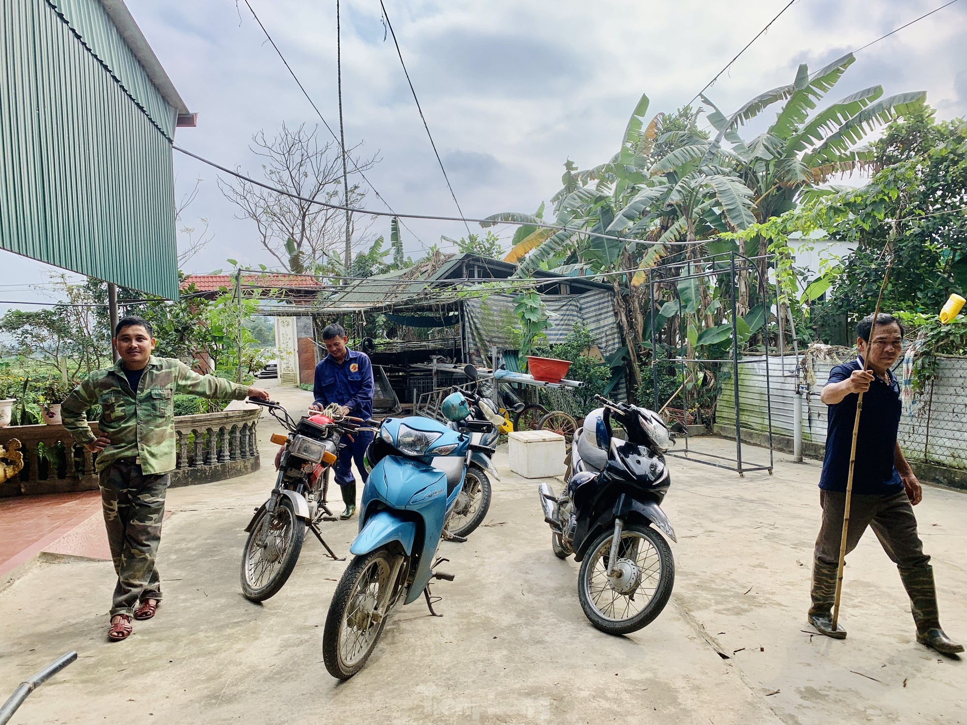 Kiếm bộn tiền từ nghề cắt lộc nhung hươu - Ảnh 3